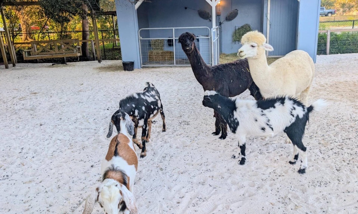 Southwest Ranches House | Charming 2-Bedroom Farmhouse Private Pool Retreat with Friendly Animals!