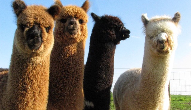 Sleeps 6 - Mountain Views! Enjoy watching Alpacas & Mini Horses from your deck!