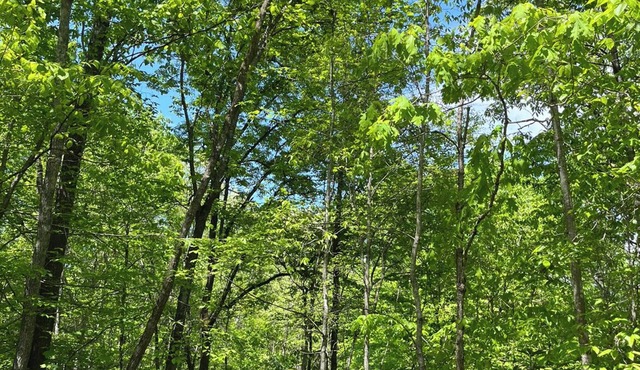 The BEST Pet friendly Sylva NC Mountain Retreat Near WCU and downtown❤️