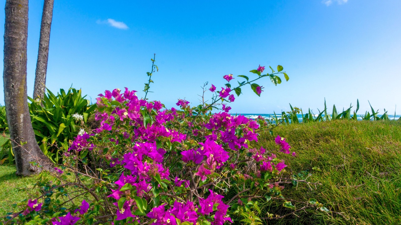Photo of Outdoor in Wainiha