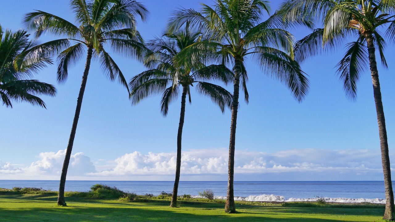 Photo of Others in Waimea