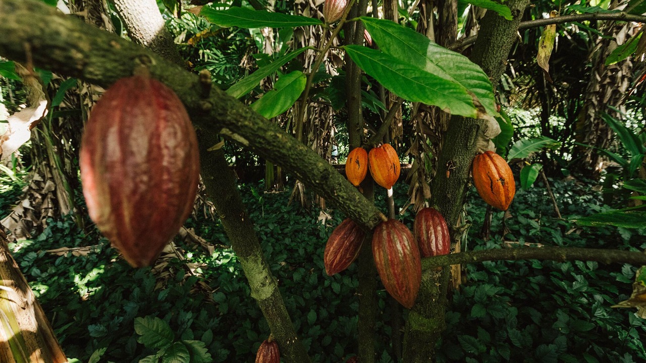 Photo of Outdoor in Anahola