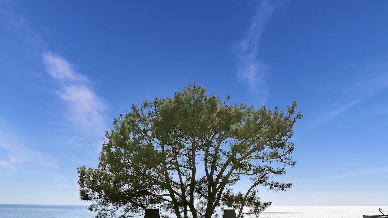 Photo of Others in Del Mar Heights