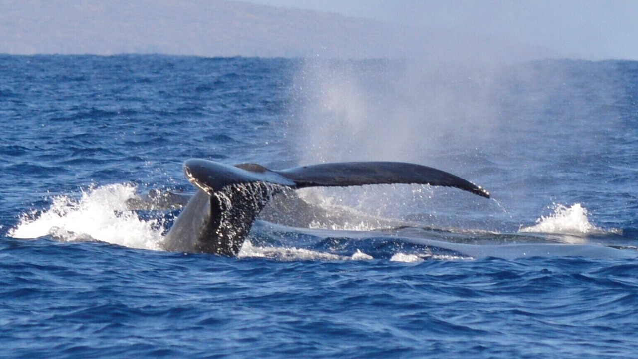Photo of Others in Kihei