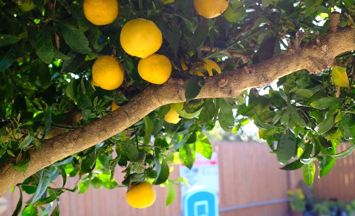 Photo of Outdoor in North Clairemont