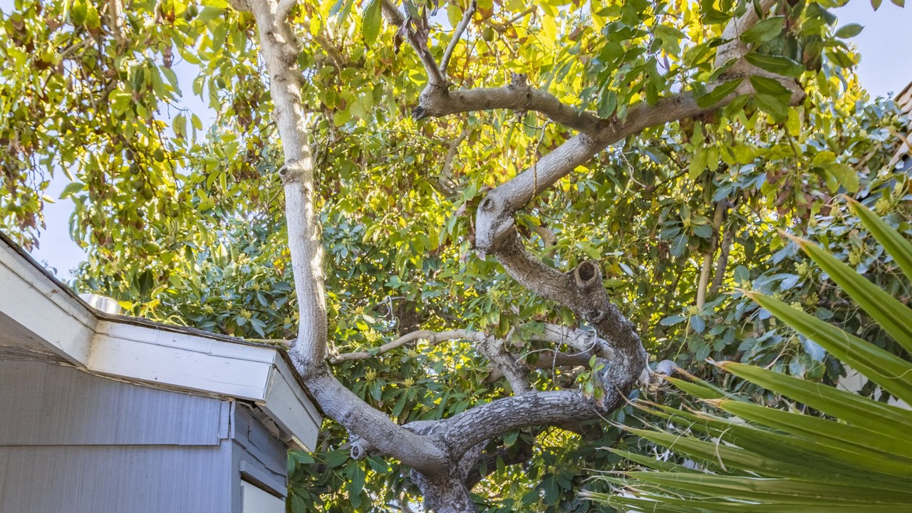 Photo of Others in Pacific Beach