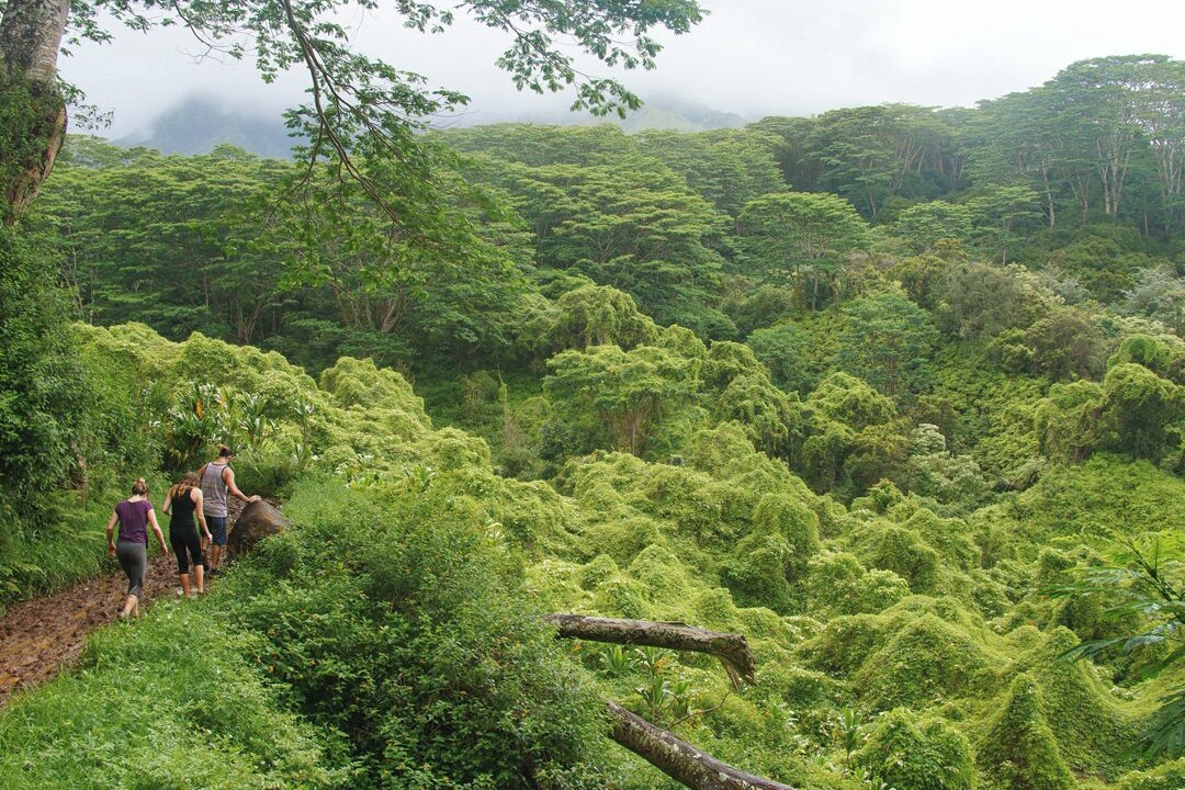 Photo of Others in Nawiliwili