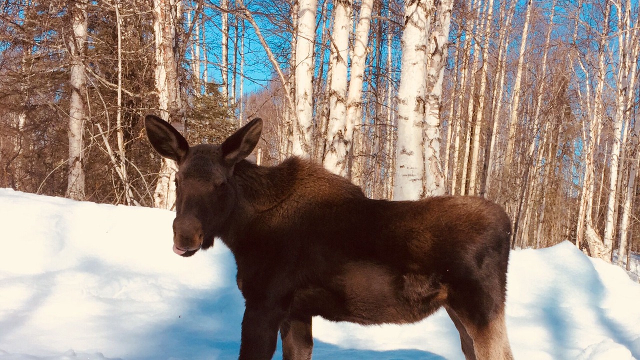 Photo of Others in Susitna North