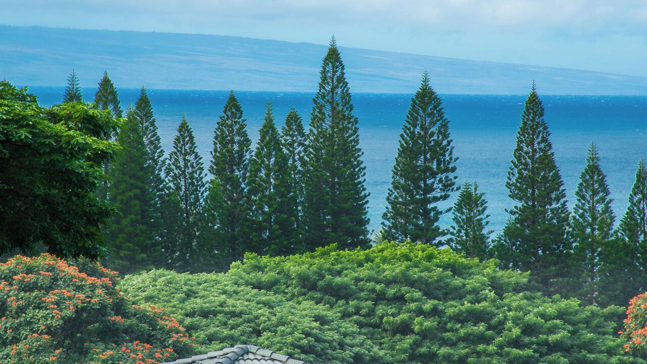 Photo of Others in Kapalua