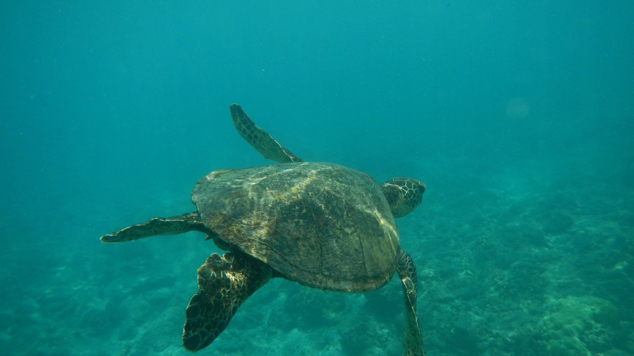 Photo of Others in Honaunau-Napoopoo