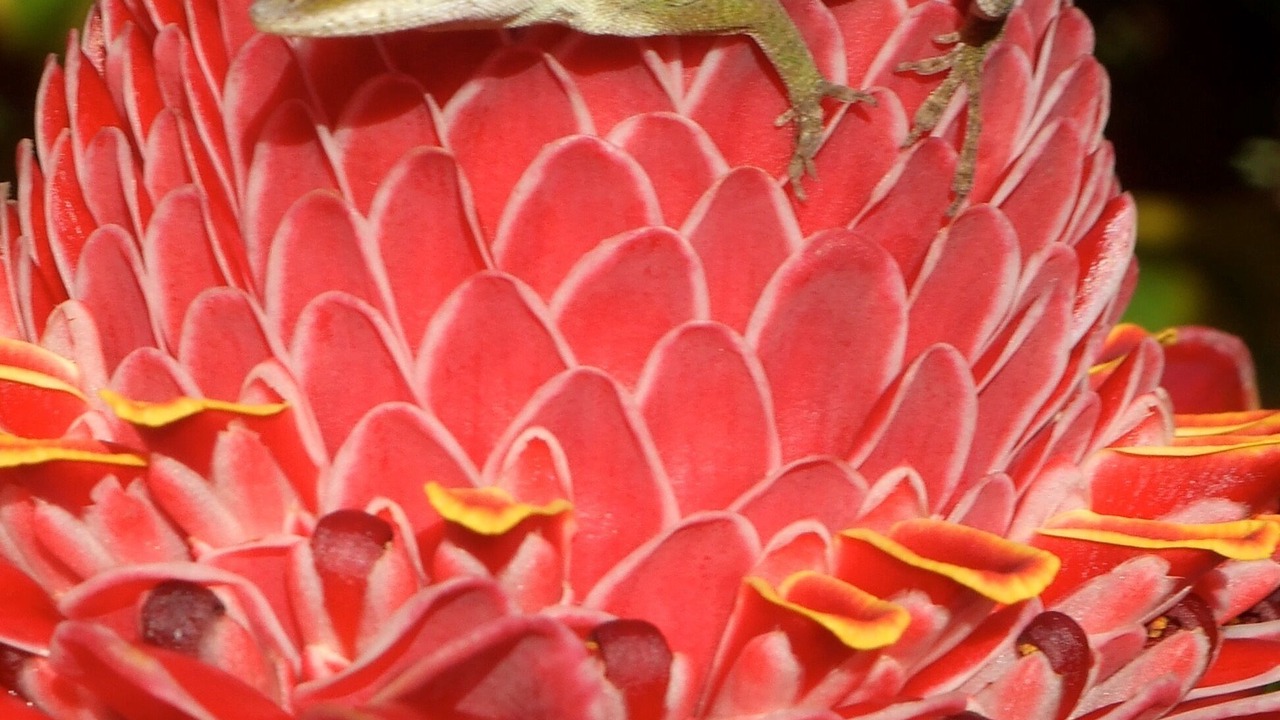 Photo of Others in Wainiha