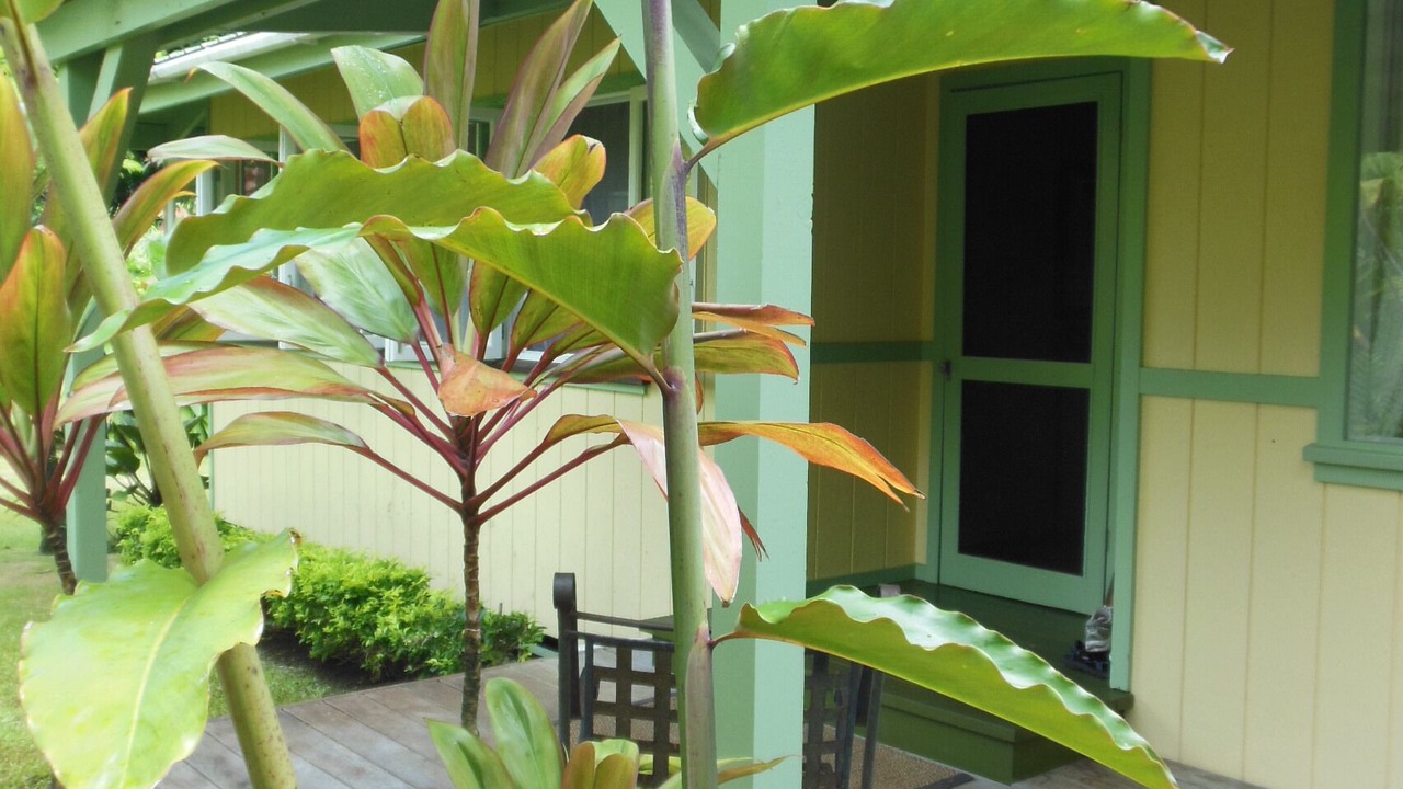Photo of Outdoor in Wainiha