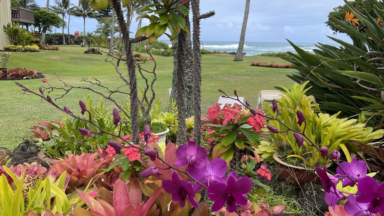 Photo of Outdoor in Wailua
