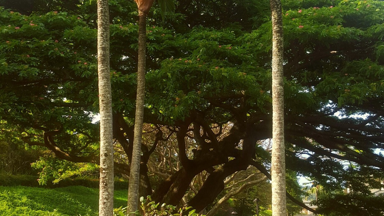 Photo of Others in Kapalua