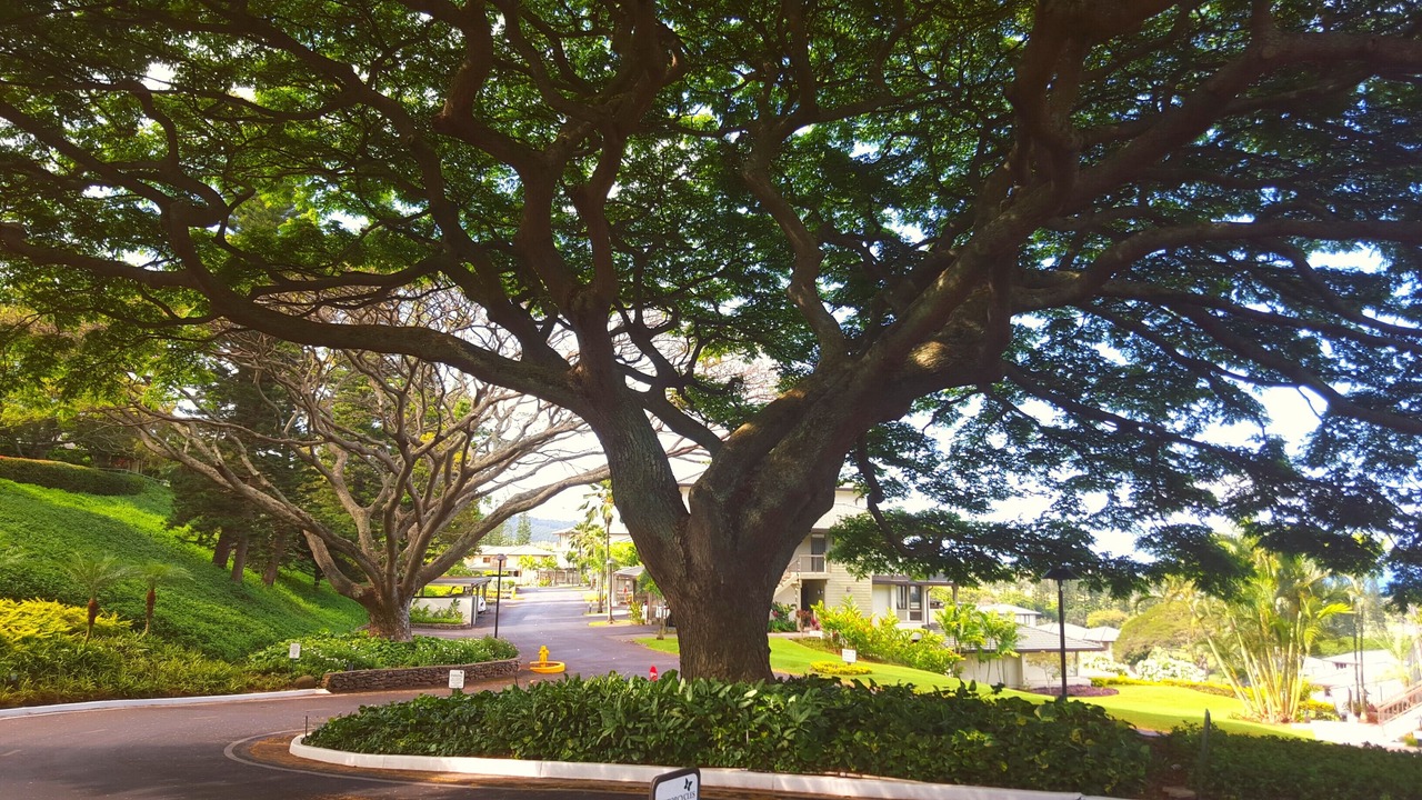 Photo of Others in Kapalua