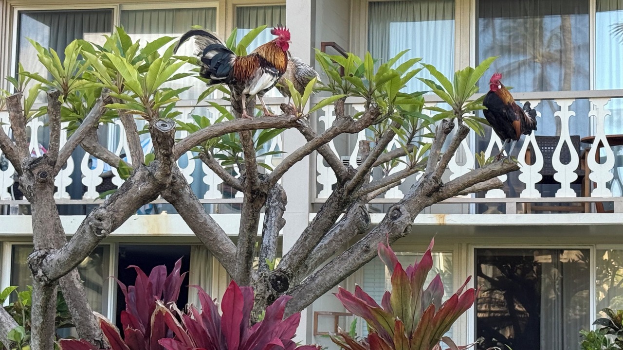 Photo of Outdoor in Wailua
