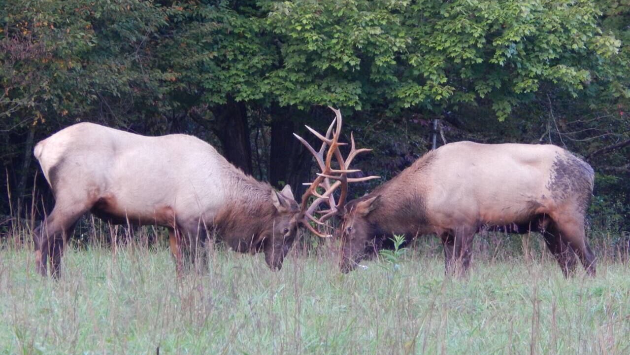 Photo of Others in Maggie Valley