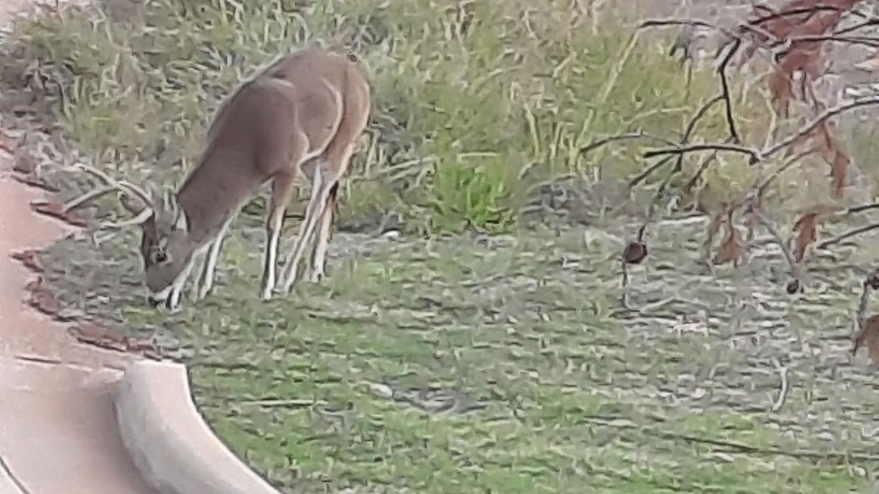 Photo of Others in Highland Lake Estates