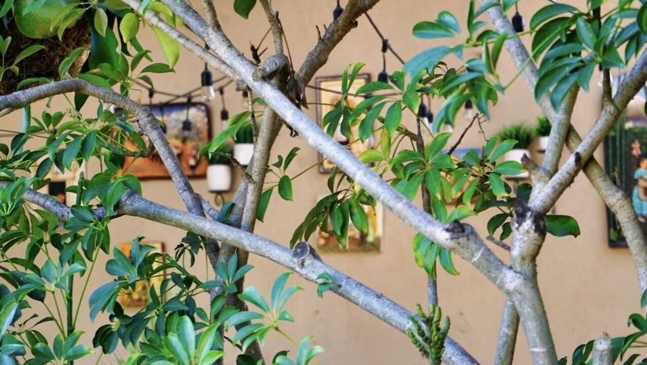 Photo of Outdoor in Tierrasanta