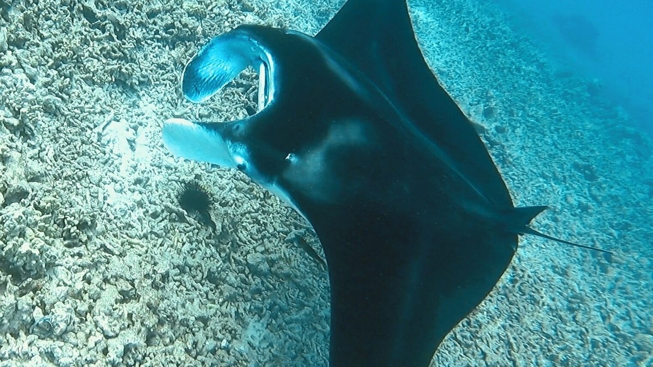Photo of Others in Kalaoa