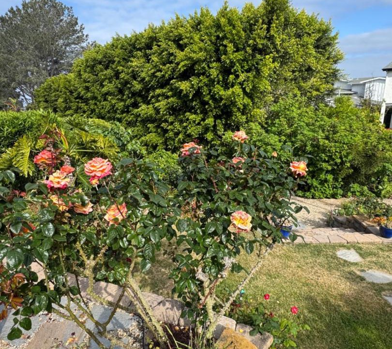 Photo of Others in Del Mar Heights