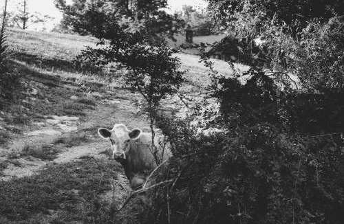 Horse Shoe House | Dog-friendly farm cottage with patio walk to dining & Ecusta Trail ac